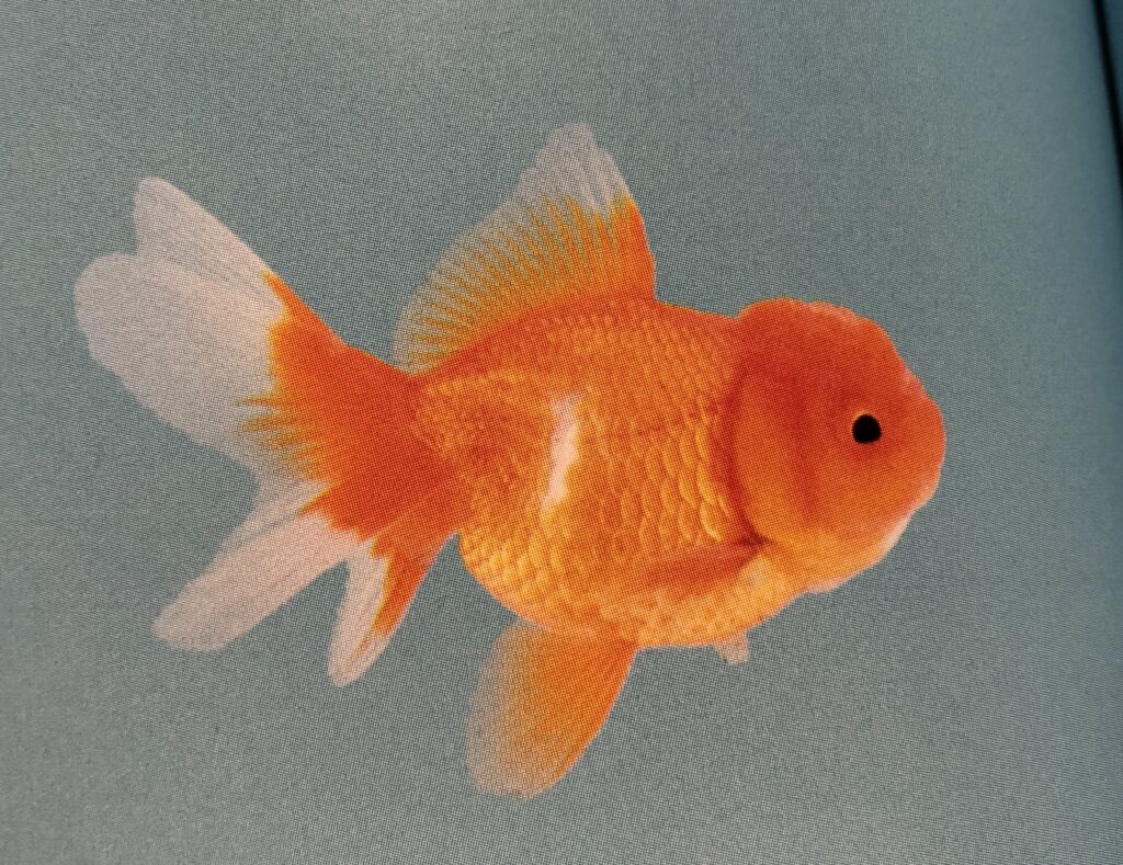 オランダ獅子頭