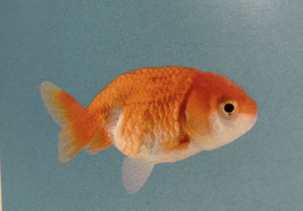 らんちゅう