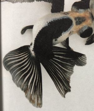 蝶尾