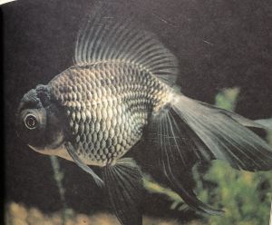 青文魚 せいぶんぎょ