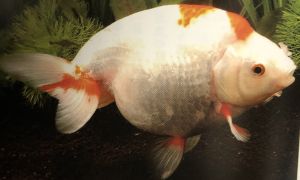 南京 ナンキン 金魚