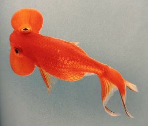 水泡眼