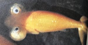 天頂眼 金魚