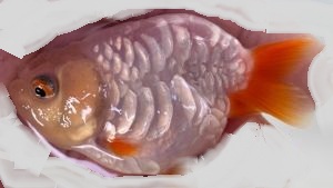ドラゴンスケールらんちゅう
